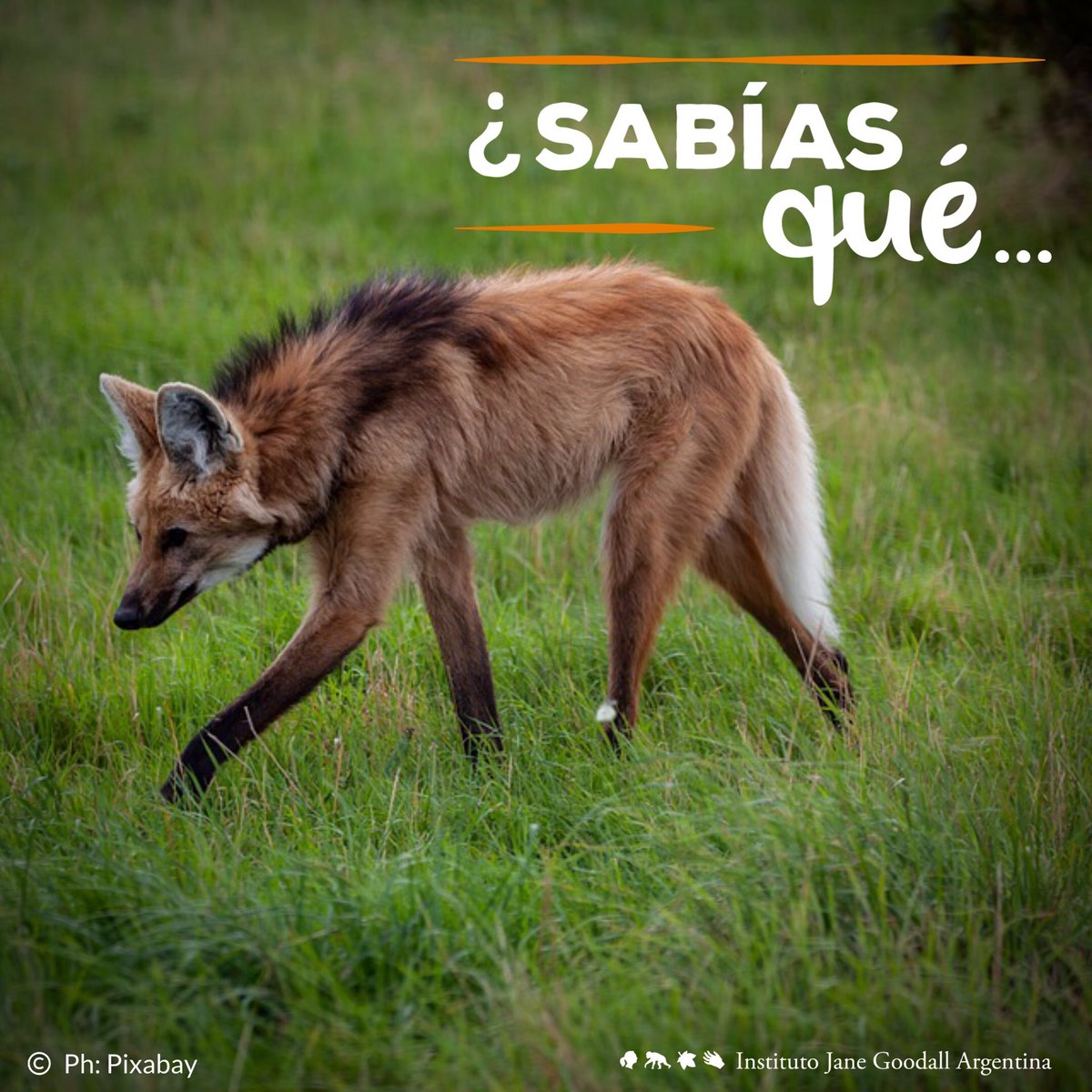 JaneGoodallArg's tweet photo. ¿#SabíasQué el #AguaráGuazú tiene una injustificada mala fama?
Es #omnívoro, ingiere #cuises, otros #roedores pequeños, #frutos e #insectos. Es solitario, tímido y temeroso. Sin embargo muchos ganaderos lo cazan por temor injustificado.
Vulnerable SAREM
Casi Amenazado @IUCN https://t.co/h8Qhkyx3YB