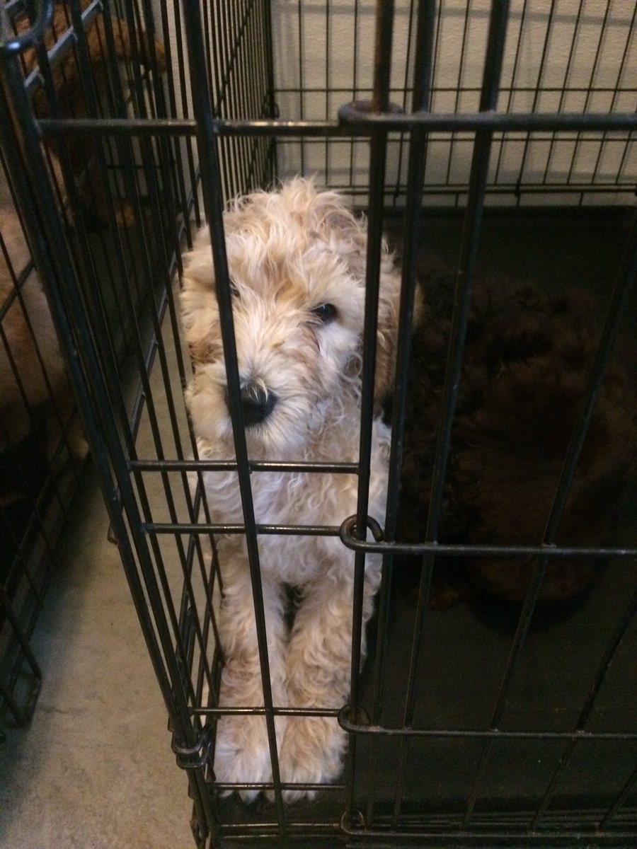 meesha_sims's tweet photo. This sweet little guy has started its journey from NC to California today to join his new daddy! So excited for them both. You'll be missed sweet #Doodle #Labradoodle #puppysfirst #dogsoftwitter https://t.co/1mrnGrKm52