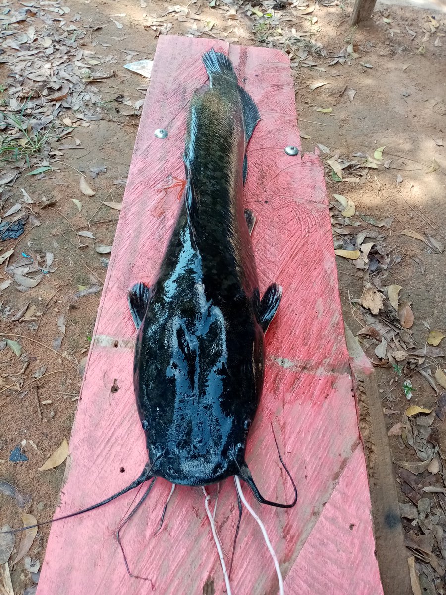 _freemilez's tweet image. My #WeMetOnTwitter 😜😛

Not every time RELATIONSHIP
FRIENDSHIP is goals too 💪

Got connected to a 🇳🇬 in 🇬🇭 @poxitive1 Nigga has pamperd my destiny with food. I'm no longer proud of my stomach😂 The only item missing here is CIROC 😢

#TachaFierceXCirocRedberry
#TachaXSOKLounge