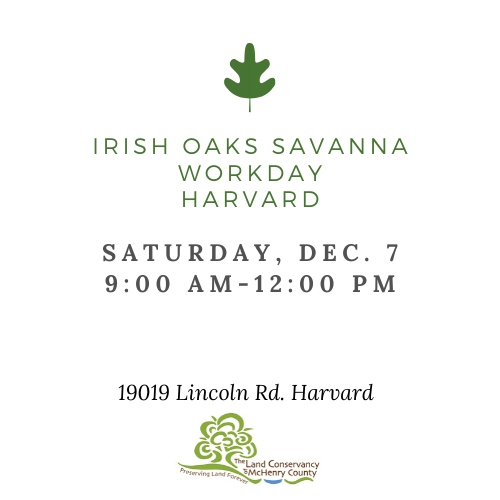 ConserveMC's tweet photo. Tomorrow is our Irish Oaks workday near Harvard. You can help free the trees from the invasives that surround them! #mchenrycounty #harvardil #conservation #nature #oaktrees #openspaces https://t.co/THICtt2DUx