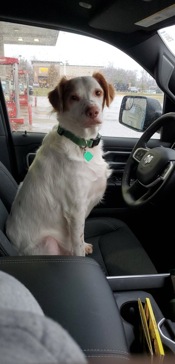 hotmessjess12's tweet photo. Pup appreciation tweet. Haven't tweeted in a while and Frank deserves to be shown off, for always being there for me for the last 5 years. Between losing my mom and grandpa, moving twice and a bad breakup. Frank has always been the goodest boi. https://t.co/W7IRnA2Hny