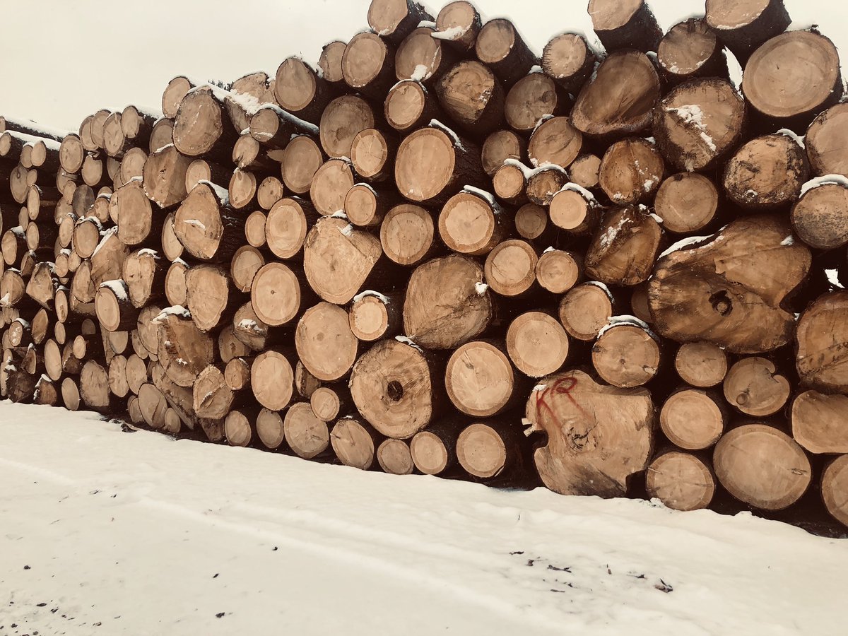 lumbersource's tweet image. Robert Sanders inspecting our White Pine supply in the Ottawa valley.