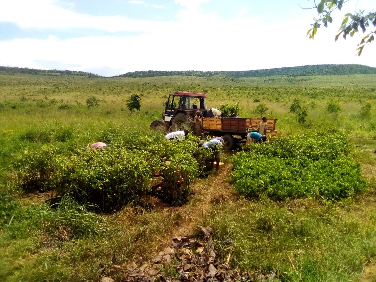 BlaiseBirinda's tweet photo. 🌲 three seedlings transportation in reforestation our country https://t.co/A7LQ1ULvqU