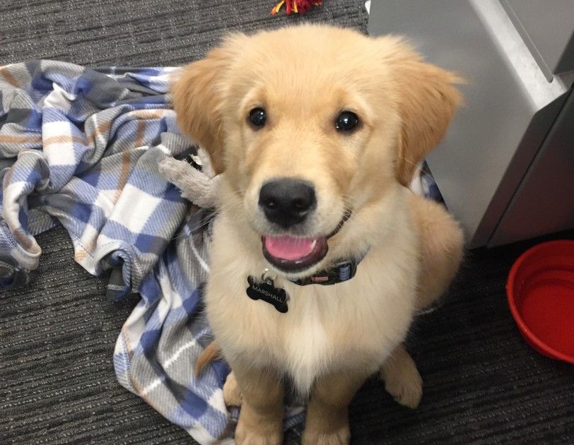 CraigMilroy's tweet image. Who doesn't like puppies... Sit, stay, play buff.ly/2FAJDaN via @AWScloud @awsreInvent #dogsofamazon #aws #awscloud #reInvent