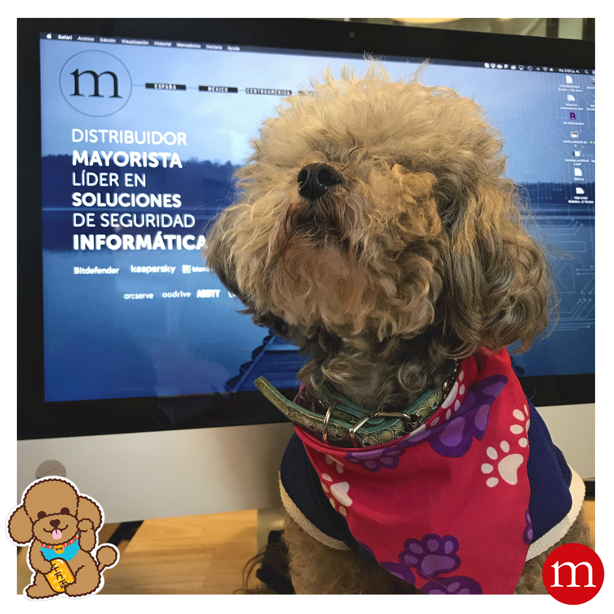 micronet's tweet photo. 🐶 Hola soy Willow una poodle mini toy de 5 años y estoy en las oficinas de #GrupoMicronet. Nos encanta venir los viernes y jugar con todos. 🎾Somos #PetFriendly ❤️ 
.
#dog #doglovers #instadogs #friday #poodle https://t.co/mRmL1qqzZw