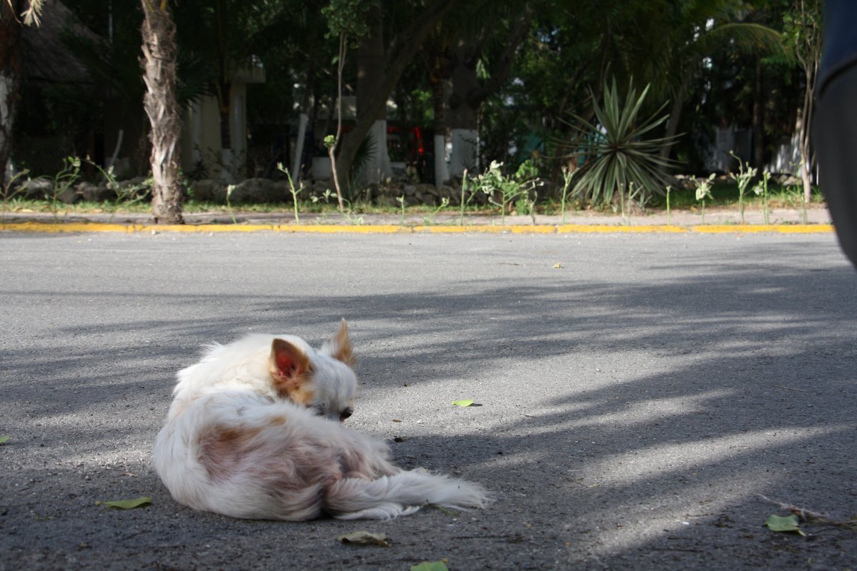 Jacob_ski's tweet photo. Hoping years from now, someone will wonder where @LivingAstray all began, and they'll find this terrible picture of our Chihuahua in MX. #Podcast soon. https://t.co/L7upsx2jSi