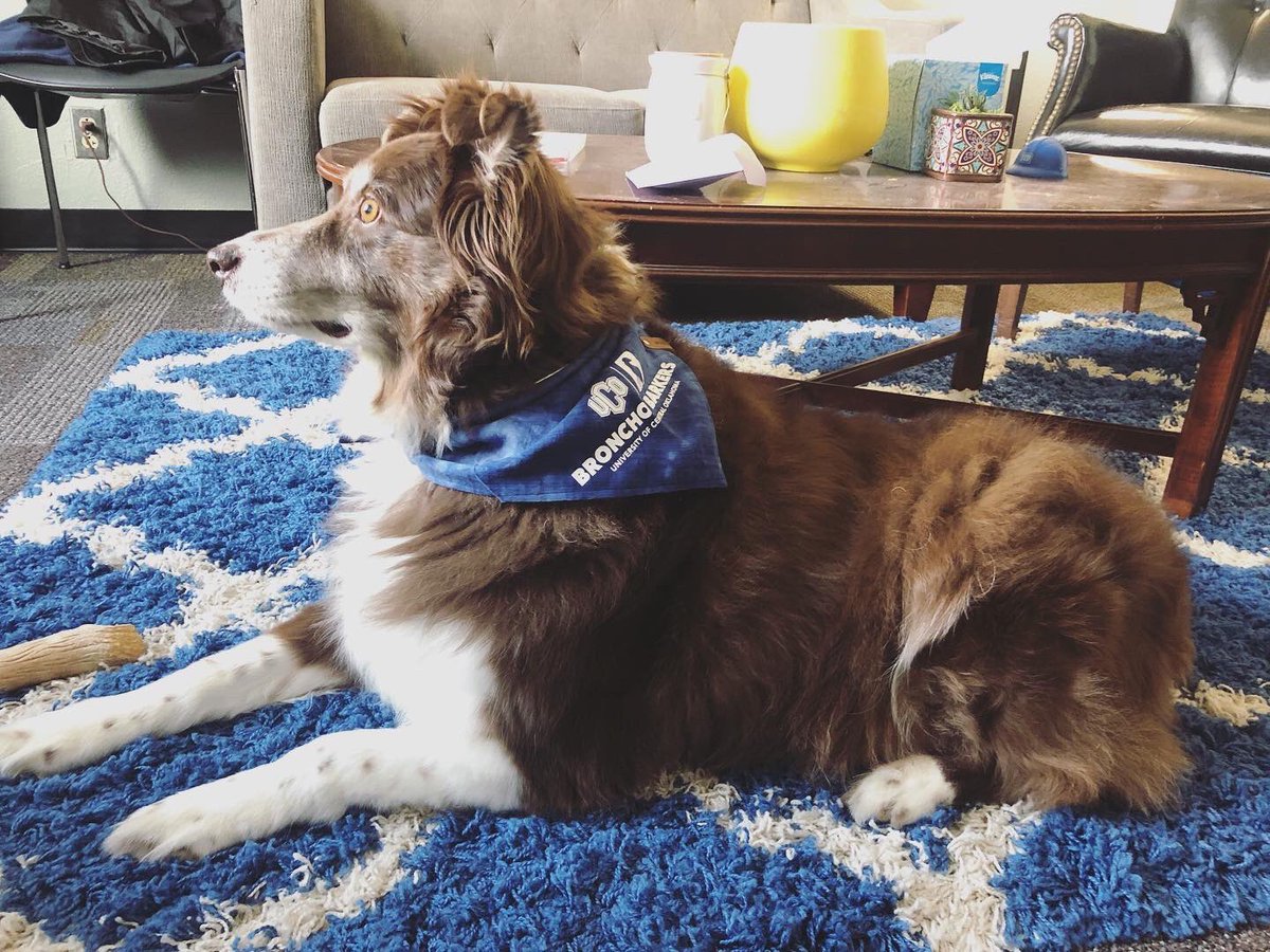 Kevin The Greyt (@kevinthegreyt) on Twitter photo HEY UCO FAM, there’s a new gud boi on campus! Meet Riley - he loves going on runs with his human and floofy butt scratches. Stop by UCO Health Promotion (Thatcher Hall 332) to welcome dis new Broncho Barker! <a href="/BronchoBarkers/">UCO Broncho Barkers</a> <a href="/ucohealthpromo/">UCO Health Promotion</a> <a href="/UCOBronchos/">UCO Bronchos</a> HEY UCO FAM, there’s a new gud boi on campus! Meet Riley - he loves going on runs with his human and floofy butt scratches. Stop by UCO Health Promotion (Thatcher Hall 332) to welcome dis new Broncho Barker! <a href="/BronchoBarkers/">UCO Broncho Barkers</a> <a href="/ucohealthpromo/">UCO Health Promotion</a> <a href="/UCOBronchos/">UCO Bronchos</a>