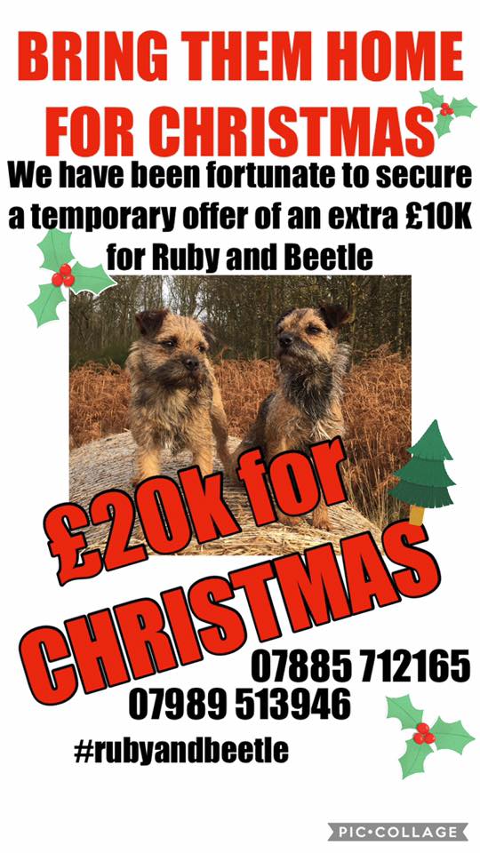 JulieCoucheronA's tweet photo. *UK*2 Female Border terriers*Stolen* Pls RT! #RubyandBeetle https://t.co/eJ4MToOF3I