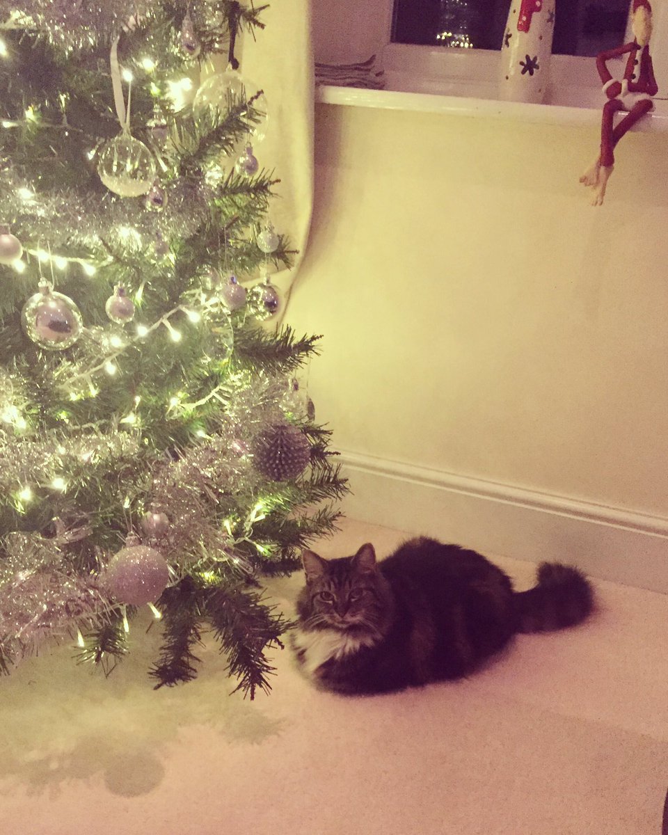 Suspicious looking #Xmas #cat #xmastree