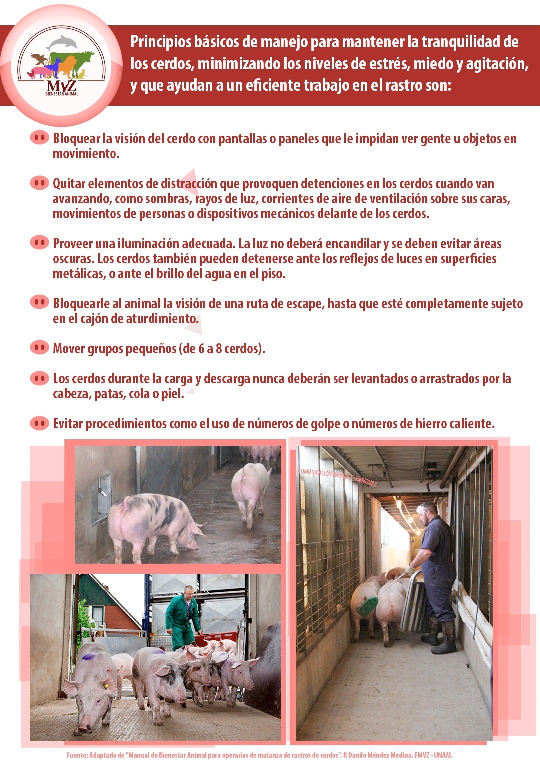 Bienestar Animal MVZ on Twitter: Bienestar Animal MVZ on Twitter: