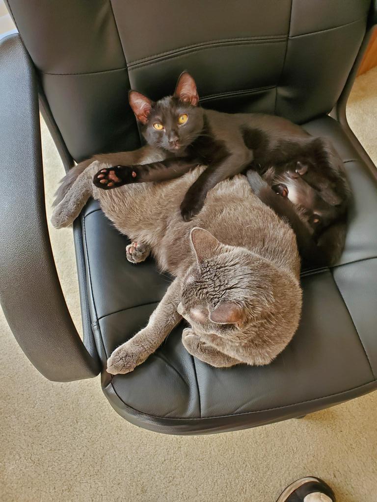 DarkKazoo's tweet photo. PLENTY OF ROOM HERE!!! It just looks like gabby was here first, when in reality, gabby was here first. But we have room.
#soulstealer #kitten #sharingiscaring #mychair https://t.co/9k9eIVPDiI