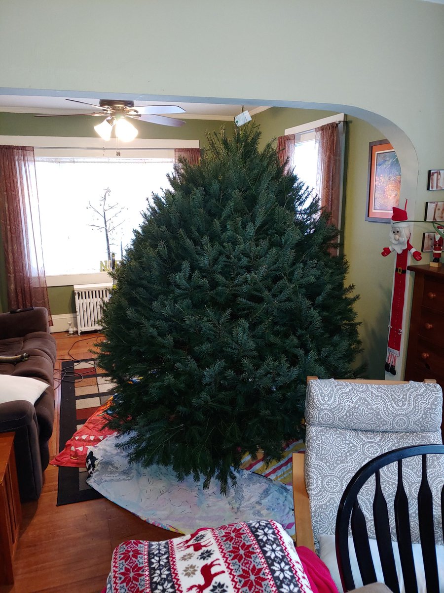 Ooh boy.   Once it thaws (and stops raining in the living room) gonna need to figure out how to fit this bad boy in the room...
<a href="/santa/">Santa Claus</a> #Christmas <a href="/henryschristmas/">Henry's Tree Farm</a>