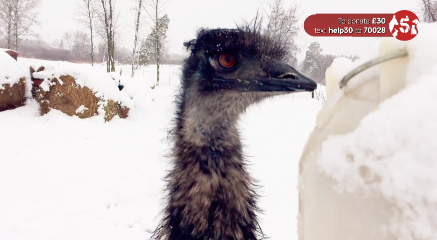 Searching for people who’ve donated #HelpTheAnimals