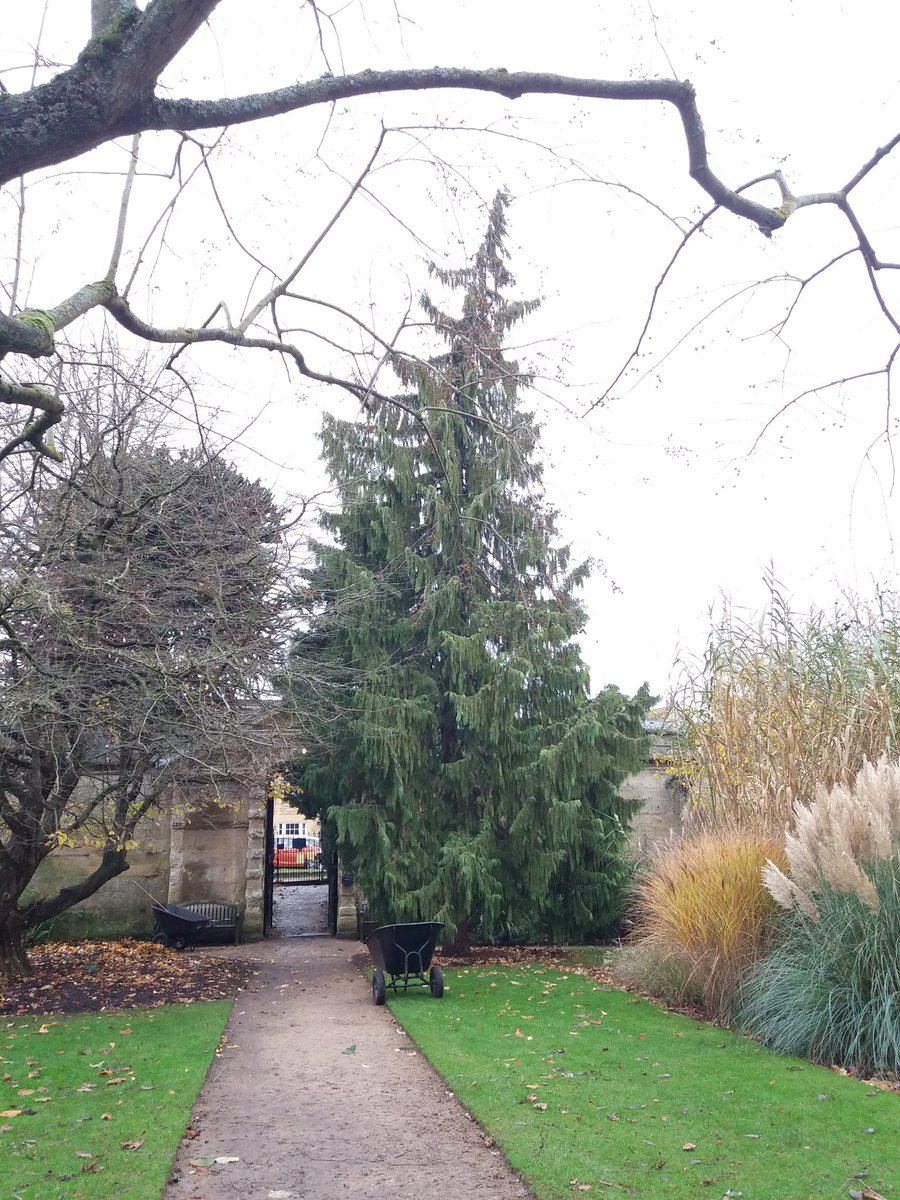 silverbirch701's tweet image. @TheTreeCouncil great day at Oxford university botanical gardens -venue for the final gathering of the Pilot tree warden advisory group 2019.  Looking forward to 2020 and celebrating 30 years of #treewardens