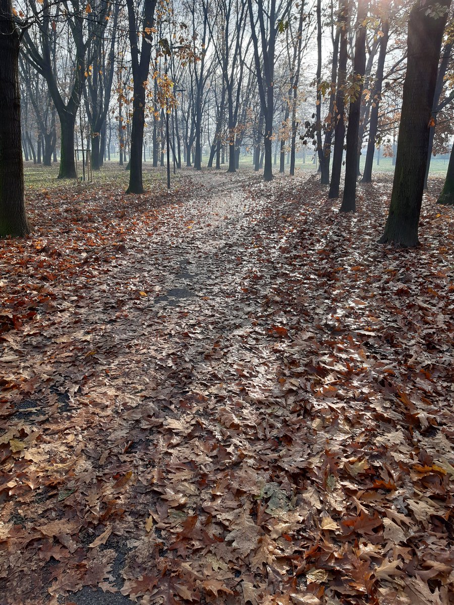 acane's tweet image. In bici al lavoro#cyclingtowork#genesisbikes#croixdefer#parcoforlanini#bikealot#