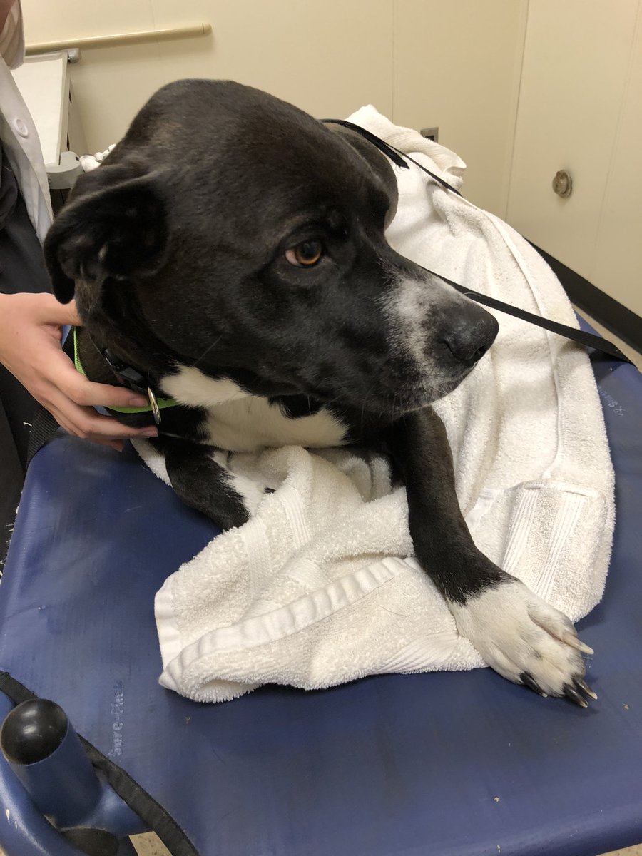innerpres's tweet photo. it would be super helpful if you guys could send up some good energy or a prayer for sage. shes at the emergency vet about to have surgery because this morning she slipped a disk and became paralyzed in her back legs. i know she’s a tough girl, but anything helps 🥺 https://t.co/keAtwUBish