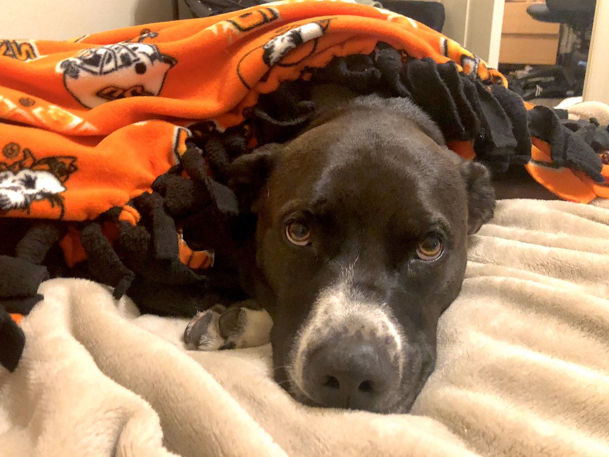 innerpres's tweet photo. it would be super helpful if you guys could send up some good energy or a prayer for sage. shes at the emergency vet about to have surgery because this morning she slipped a disk and became paralyzed in her back legs. i know she’s a tough girl, but anything helps 🥺 https://t.co/keAtwUBish