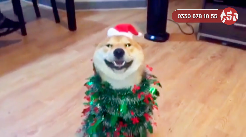 Thanks for watching everyone. Keep donating! #HelpTheAnimals 

💻Web: channel5.com/helptheanimals
☎️Call: 0330 678 1055
📱Text: HELP10 / HELP20 / HELP30 to 70028