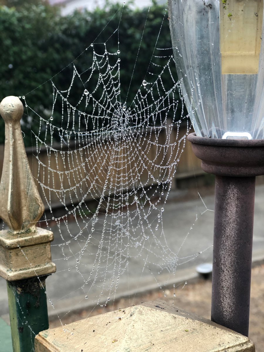 BuccellaWines's tweet photo. Nature at work in the #NapaValley. An intricate spider web spotted on a morning walk. Literally some calm, before incoming storms.

#Buccella #BuccellaWines #Wine #Wines #Napa #VisitNapaValley #DoNapa #CabernetSauvignon #Autumn #RedWine #LuxuryWine #Merlot  #Nature #SimpleThings https://t.co/mPc25v6alQ