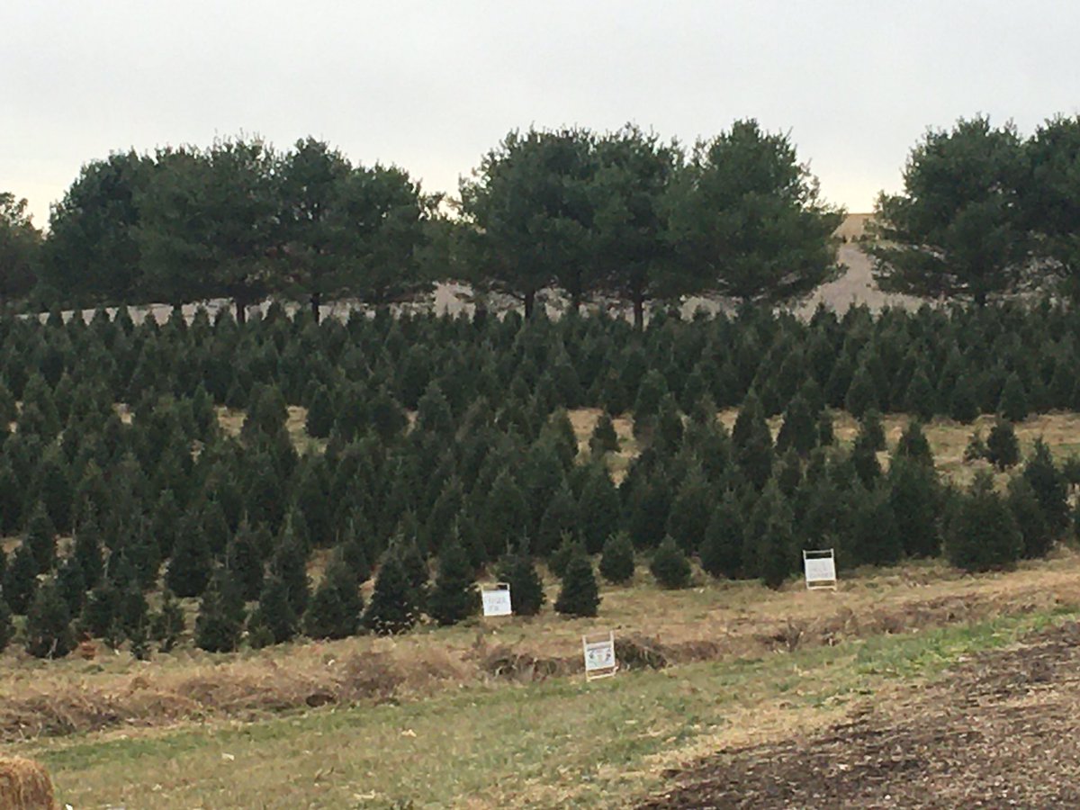 MelissaHBurg's tweet photo. First real tree from Family Tree Farm LLC in the new house!! Can’t wait to get it lit and decorated this weekend 🎄❤️🎄 Lots to still do before the house is ready but getting closer! #FirstChristmasAt164 #TraditionsOldAndNew #ChristmasInMyHeart #TimeToGetLit #OhChristmasTree https://t.co/2ngpFp8s1z