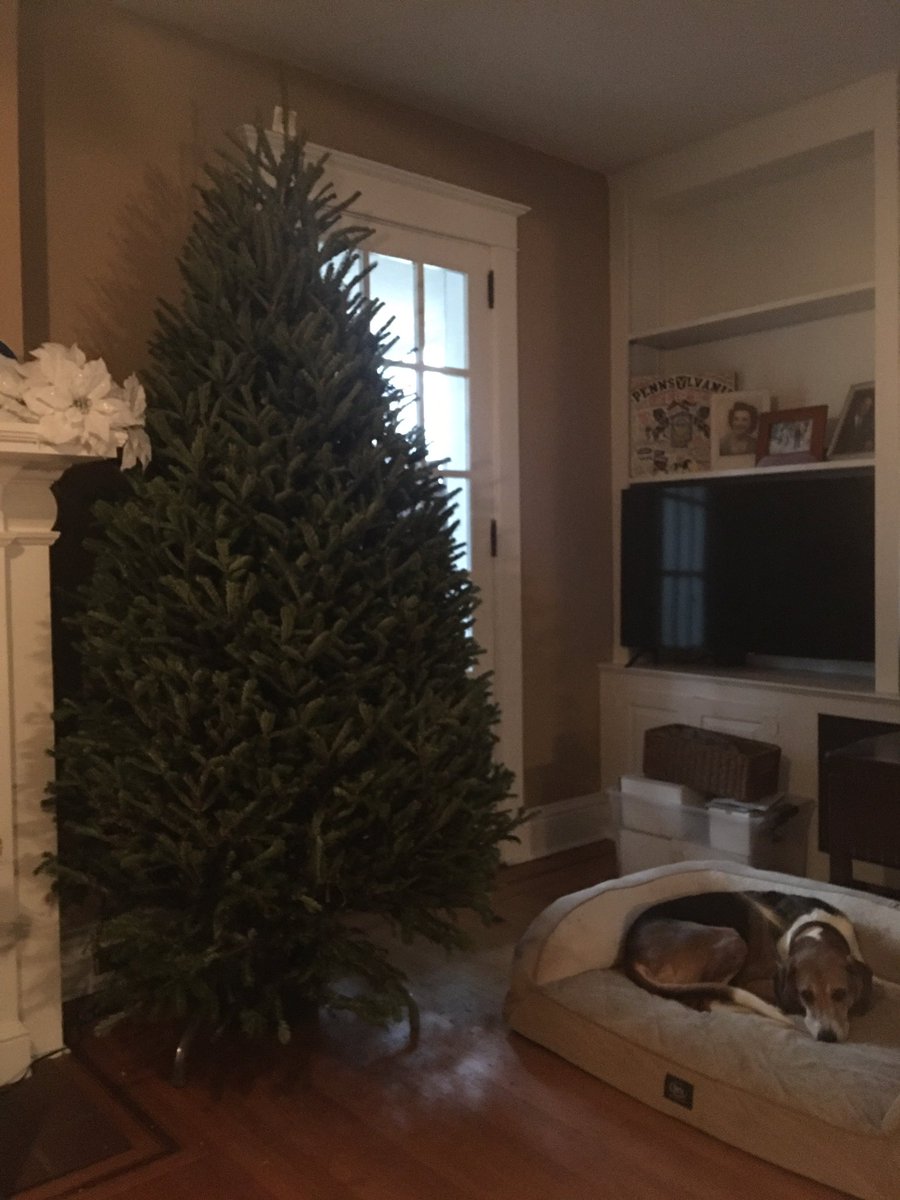 MelissaHBurg's tweet photo. First real tree from Family Tree Farm LLC in the new house!! Can’t wait to get it lit and decorated this weekend 🎄❤️🎄 Lots to still do before the house is ready but getting closer! #FirstChristmasAt164 #TraditionsOldAndNew #ChristmasInMyHeart #TimeToGetLit #OhChristmasTree https://t.co/2ngpFp8s1z
