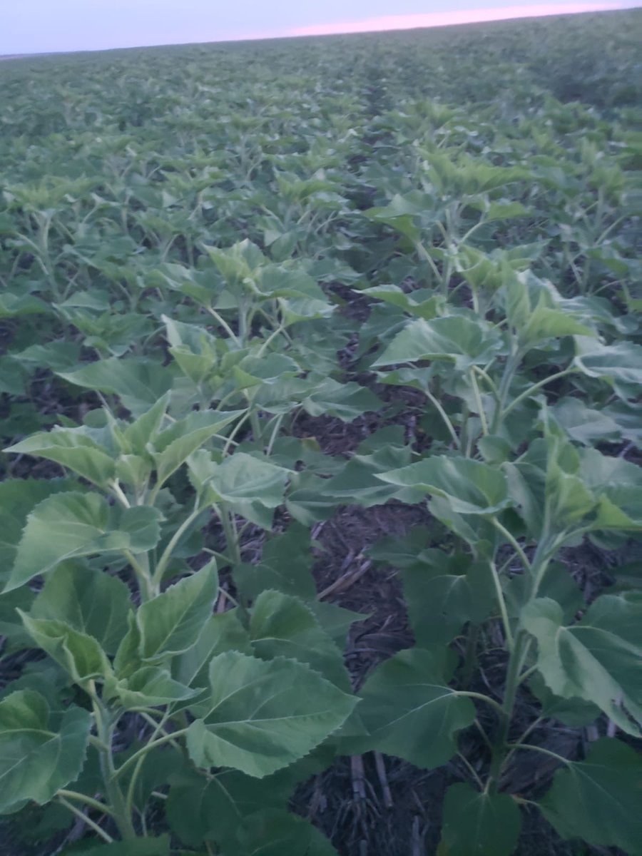 Rodrigo Bosch tweet media