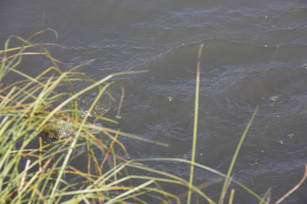 GoFishAZ's tweet image. Alert: Silver Creek Fish Hatchery to close Wednesday for repairs - fishaz.azgfd.com/fisheries-mana…