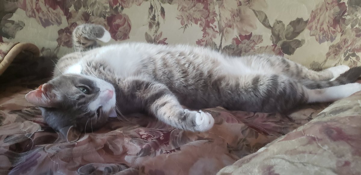 GallopingGoons's tweet photo. @BarkBoys your cat is having a photo shoot https://t.co/46QVSXeG0r