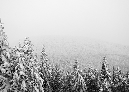 Tree Canada tweet media