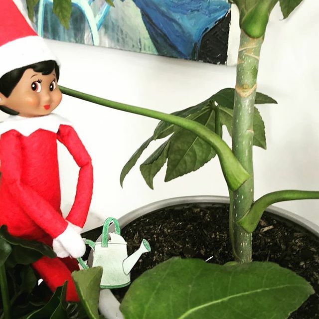 BelgraveBooks's tweet photo. Thanks #belletheelf for watering our plants! 🥰🌱🌿🙏😍
.
.
.
#elfontheshelf #elf #christmas #christmasbooks #christmasgifts #christmas2019 #xmas #xmasgifts #festiveseason #santa #giftideas #kriskringle #booksasgifts #belgravebookbarn #belgrave #bookb… https://t.co/MjpjGNTbS6 https://t.co/MXzGWtr7Zn