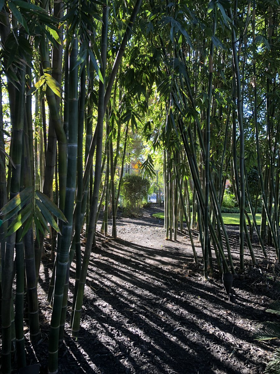 astro_puppy's tweet photo. #ChrisPark “..opened in 2005 to celebrate the life of Christopher Goldsbury, the son of late philanthropist & artist Linda Pace. The park features lush foliage, inviting walkways, areas of repose, sites of play &.. encounters w/ art (conceived by) Teresita Fernández.“
#gorgeous https://t.co/fh2dN7btYS
