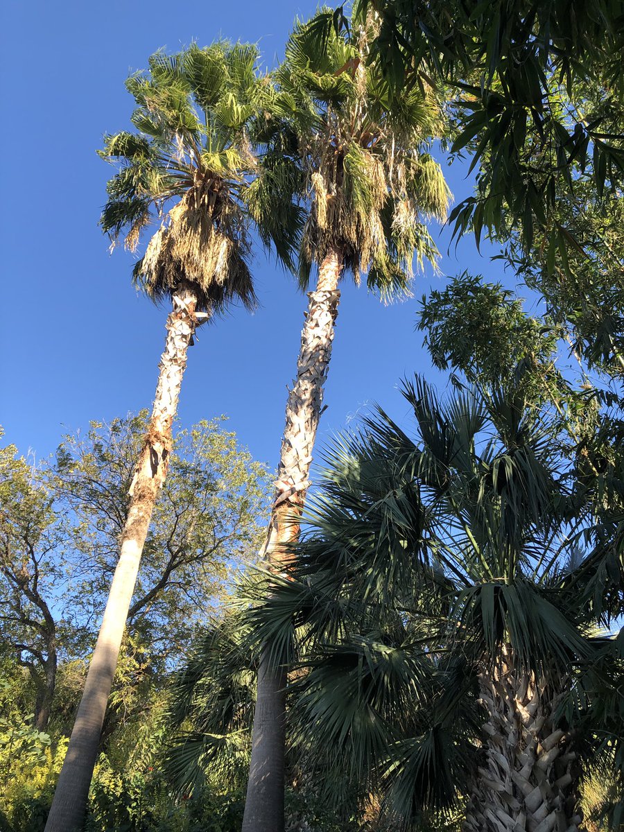 astro_puppy's tweet photo. #ChrisPark “..opened in 2005 to celebrate the life of Christopher Goldsbury, the son of late philanthropist & artist Linda Pace. The park features lush foliage, inviting walkways, areas of repose, sites of play &.. encounters w/ art (conceived by) Teresita Fernández.“
#gorgeous https://t.co/fh2dN7btYS