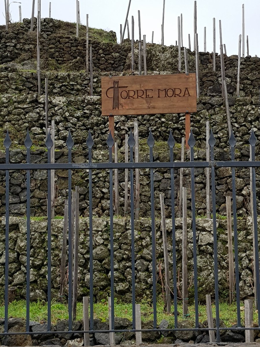 waerator's tweet photo. RT WineEnthusiast: RT KerinOKeefe: When Mario #Piccini acquired this incredible property in 2015 in #Rovittello on #Etna the abandoned vineyards were hidden beneath layers of soil & strangled by overgrowth. 5 yrs later, they have one of the most beautifu… https://t.co/4we8h26zb7