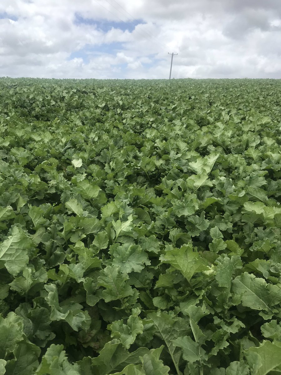 dsquibb2312's tweet photo. #Pallaton #Raphanobrassica powering along in NW Tasmania, as a #dairy proof of concept trial. Sown 1st October, and will provide #transition option from #ryegrass pasture to #Barkant #Turnips high leaf:stem ratio. #rumen #adjustment @TIADairy @dairy_tas https://t.co/yk456FFeda