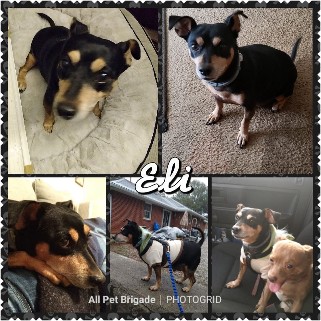 AllPetBrigade's tweet photo. #availableforadoption 
Eli is a good boy!!! This senior #minpin demonstrates much of the personality you'd expect from his breed; loving, loyal, &amp; eager! His new family ideally will understand that he (at times) can be a little grouchy though if irritated.

#allpetbrigade #pets https://t.co/S4c0rU4E5K