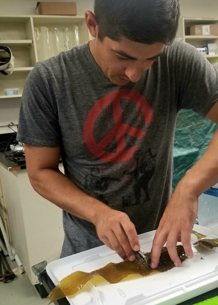 CSUNMBGSA's tweet photo. This #fieldworkfriday features our #MBGSA president, Brian Cohn, he studies how the encrusting bryozoan, Membranipora, affects giant #kelp growth and photosythesis rates. Brian does this by using in situ measurements and respirometry chambers in the lab. #AcademicTwitter #scicomm https://t.co/MWUYSfmlXG