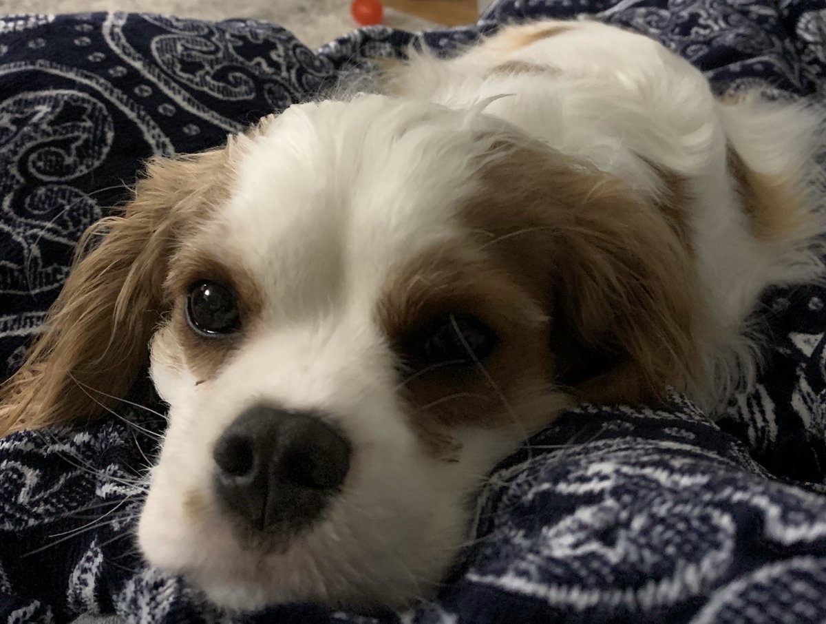 brittylock's tweet photo. This little girl and myself aren’t feeling too hot this week. I do appreciate all the snuggles though 🥰 https://t.co/EVmSi3TGup