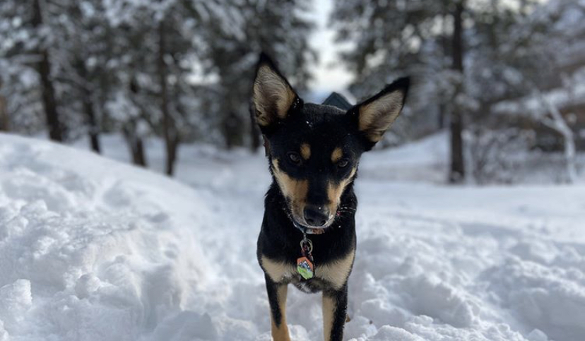 360Durango's tweet photo. Here's your dose of #dogsofdurango! These fellas are really enjoying the snow π
#dodurango #durangocolorado #visitcolorado
Thanks @thewagner1 for sharing! πΈ
From Instagram https://t.co/PIfwHo0XEu