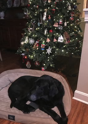 RobertHabit5's tweet photo. @NetSuite And 13 years later:  The @DucksUnlimited  and @NetSuite 'Rocket' star is enjoying Christmas. https://t.co/KQr5m5UHuP