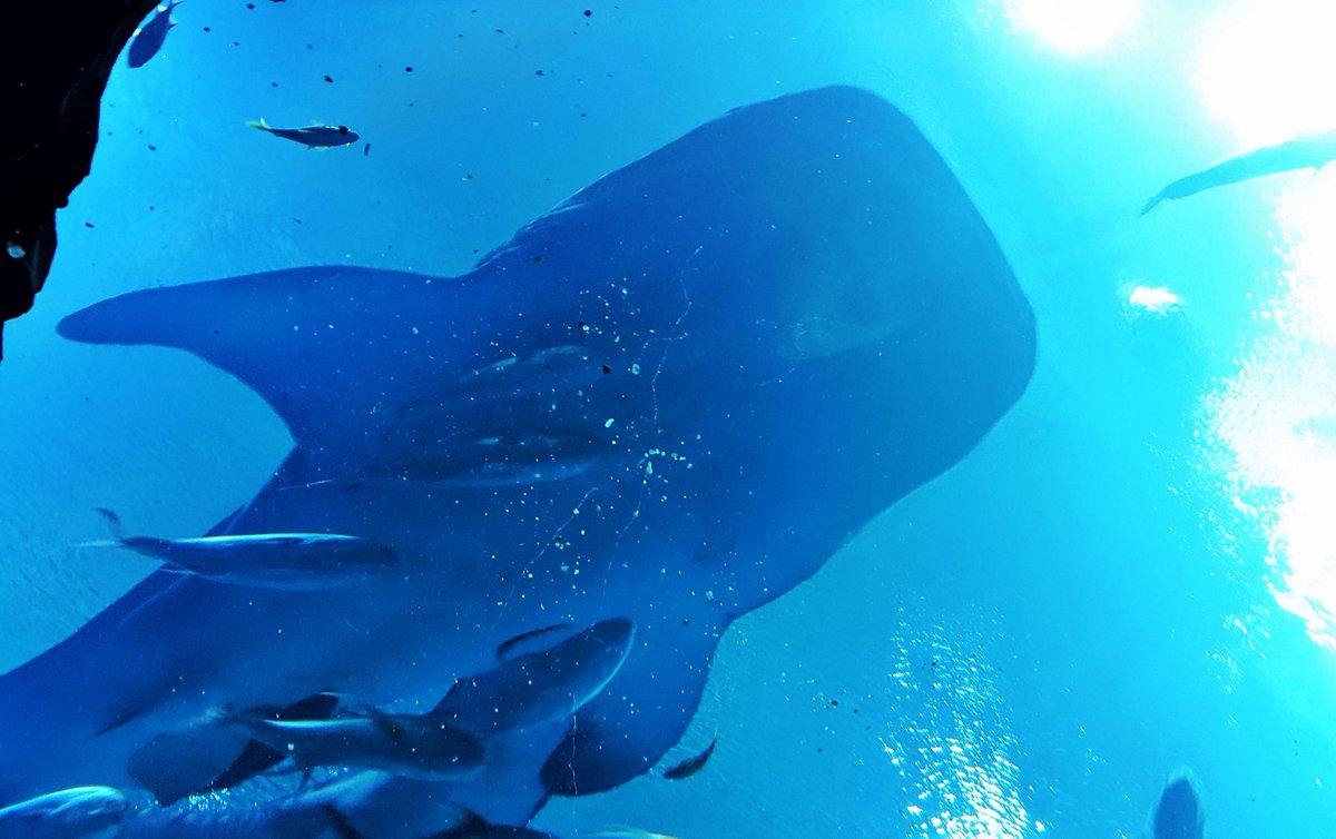 ExploreTactics's tweet image. Massive Creature in Atlanta Aquarium 🇺🇸. #atlanta #aquarium #ocean #underwater