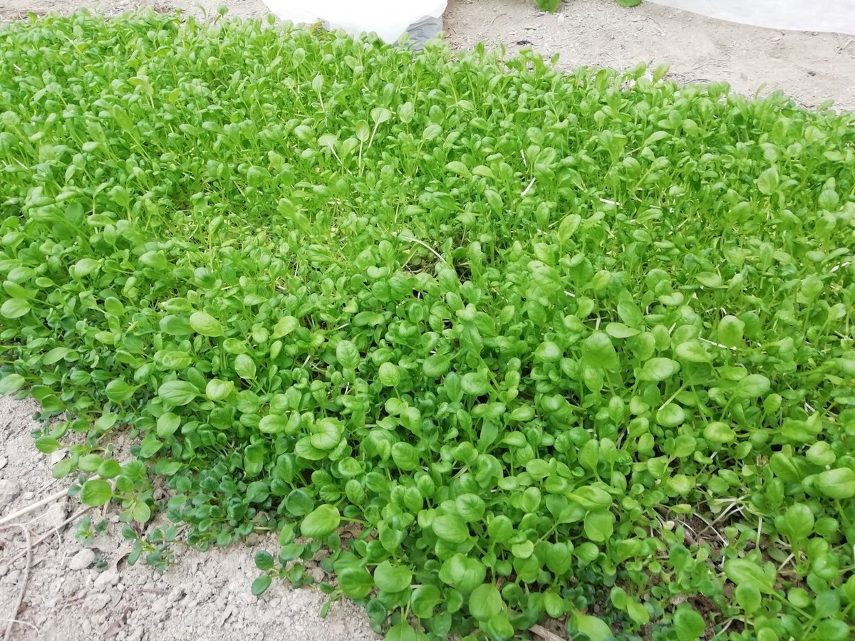 西野くに 田舎でクリエイトするフリーランス農家 Nishinoc Twitter