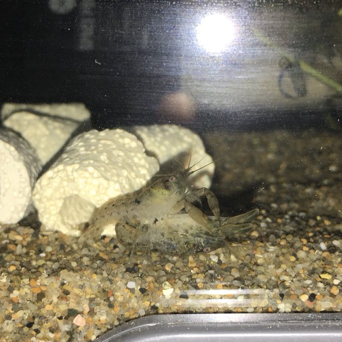 ドワーフザリガニを飼育してみよう Wicture ウィクチャ