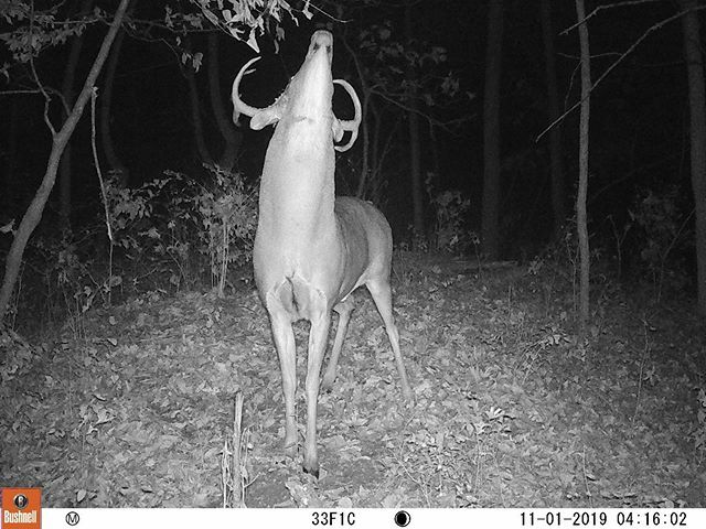 Perfect Pose 👌🏻
.
.
.
#pictureperfect #perfectform #perfect #nailedit #trailcamology #trailcamera #trailcamtrophy #trailcamtrophies #bigbuck #deerseason #hunting #huntingseason #whitetailhunting #whitetailbuck #antlers #hunt #buck ift.tt/351EKA8