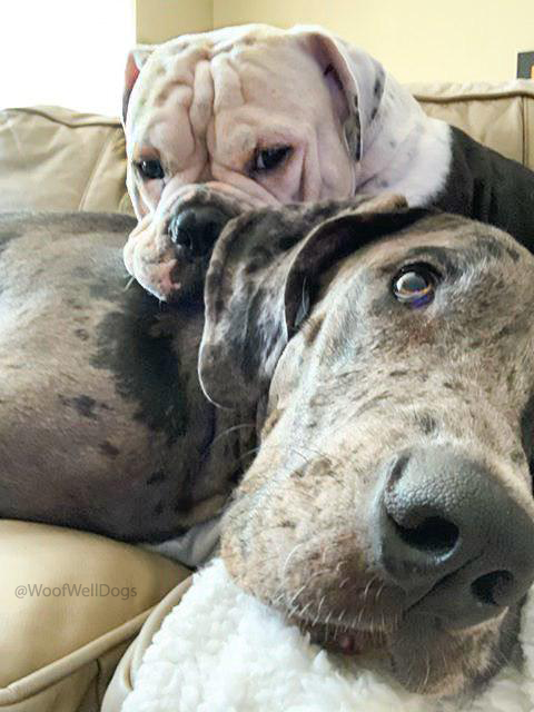 woofwelldogs's tweet photo. Just two best friends cuddling into the weekend 😙
🐾
#woofwelldogs #weekendcuddles #greatdane #bulldog
🐾
📸 credit 👉 @theopaloffice https://t.co/odrosOg2j2