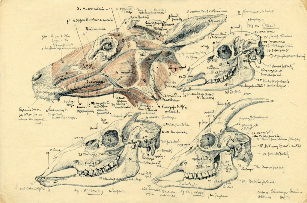 エゴン・シーレの師、ヘルマン・ヘラーによる『エレンベルガーの動物解剖学』模写。100年を越えて多くの人がこの本に教えられた。日本語版1/31発売で予約受付中です。https://t.co/zK9x100xcQ 
