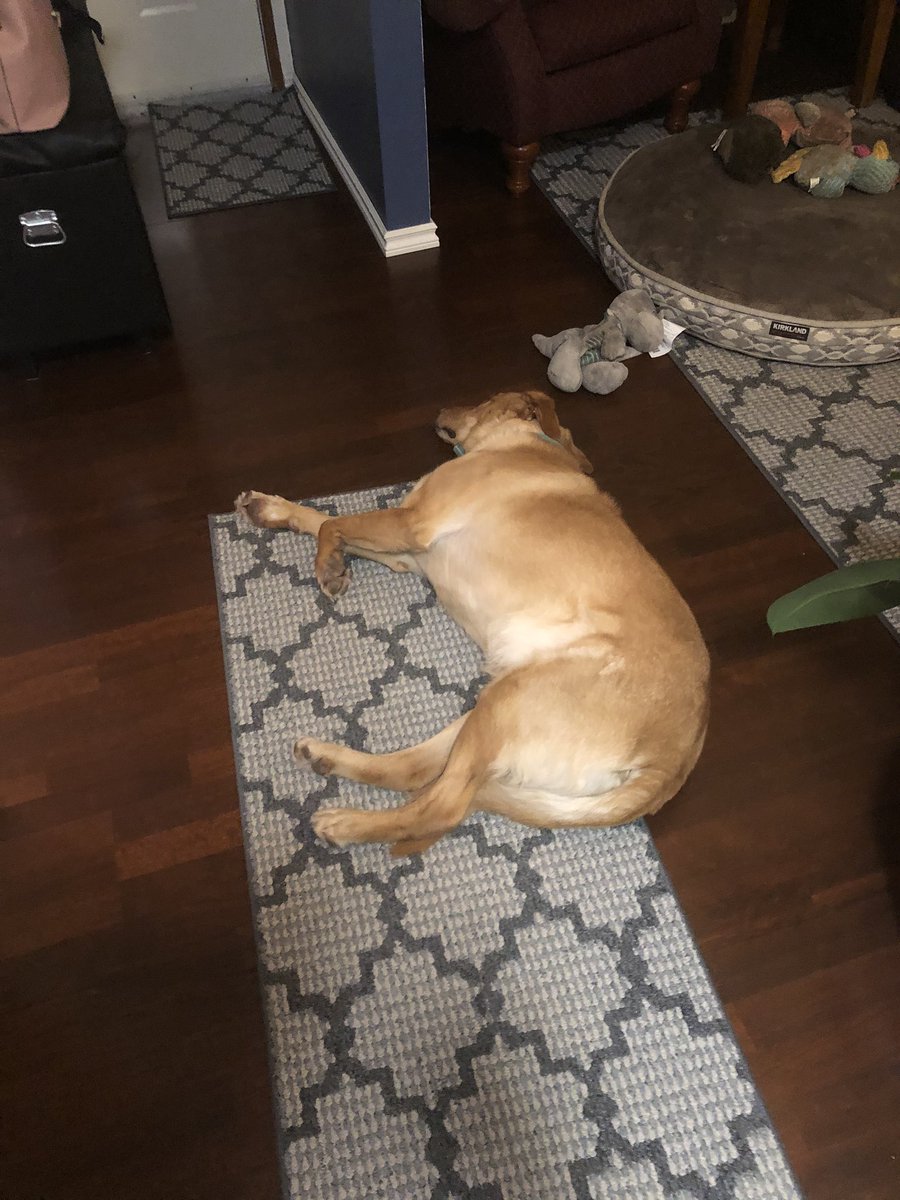 This sums up the feeling of harvest 19 being done #harvest19 #dogsoftwitter