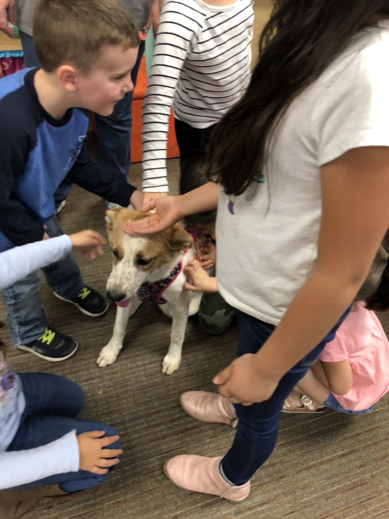 kinderatthehelm's tweet photo. We had a special visitor at Genius Hour today.! Mr. and Mrs. Kovar brought foster puppy LuLu.  She loved all of the attention, and the children loved her❤️@kinderatthehelm #scetrailblazers https://t.co/IJGPXclfgz