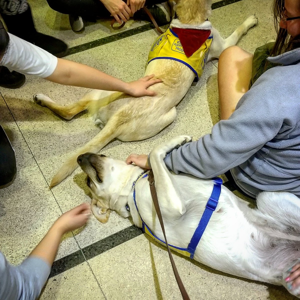 TexasTechLib's tweet photo. I think the pups might be enjoying it more than anyone. #BellyRubsForDays #DogDaysOfFinals #GoLibrary https://t.co/Hl3mwgSvoS
