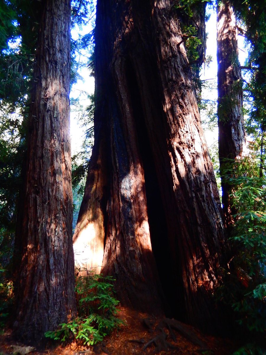 lisalouiswrites's tweet photo. โPioneer Tree Trailโ Hike Notes
https://t.co/I1LuGf0byO
#hiking #nature #outdoors #photography #autism #SamuelPTaylor #Marin #bayarea #PioneerTree #PointReyes #CAStateParks https://t.co/7A9YUl1LJK