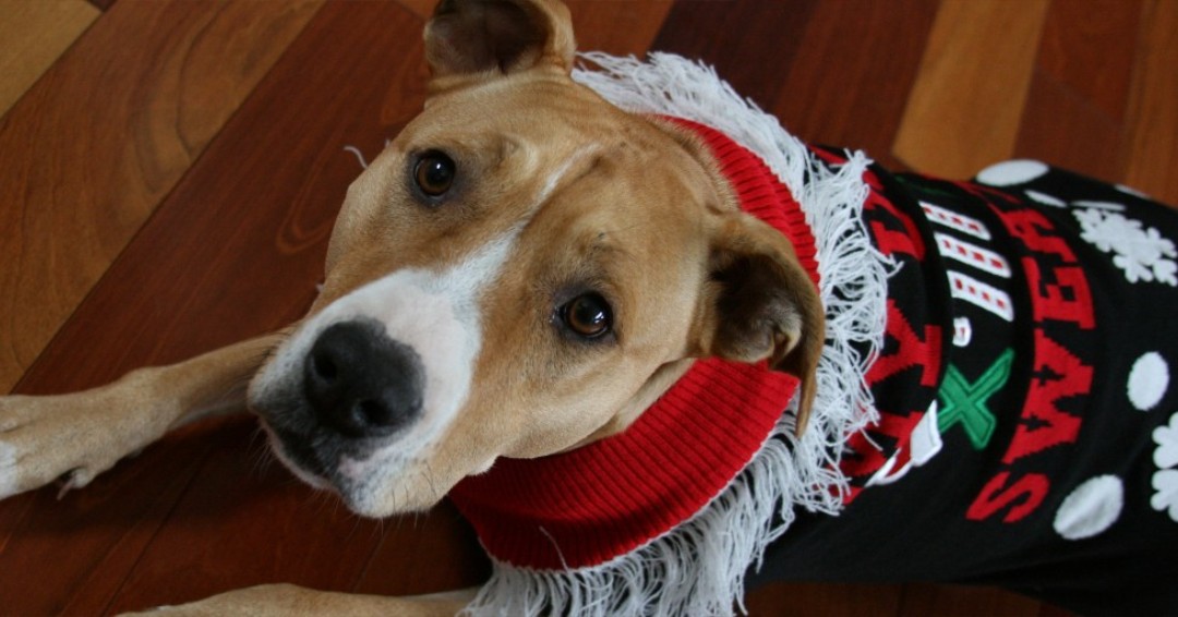 ItsADogsLifeRe1's tweet image. HOWL-iday Ugly Sweater PAWty. Wednesday Dec 18th. $10 donation gets; dogs Howl-iday pictures, gourmet cookie lunch, enter raffle: 1st: 1wk 1/2 day daycare pkg, 2nd  1 Bath, Brush, Nails, Ears by Groomer Dana, 3rd HOWL-iday Basket full of goodies. Book NOW 248.960.0800 #DogDaycare